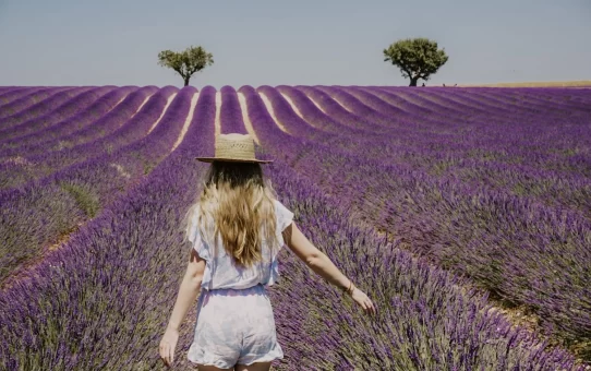 Lavender Fields of Provence: Top Spots and Best Times to Visit